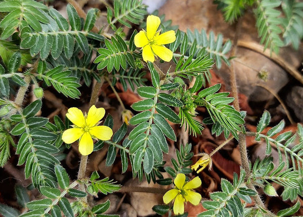 Tribulus Terrestris