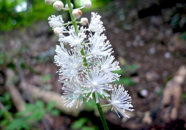 Black Cohosh