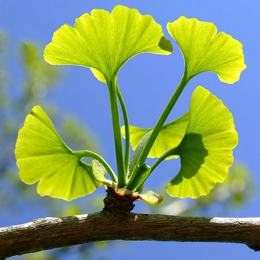 Ginkgo Biloba Leaf